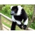 BAZIN_170-11d7c